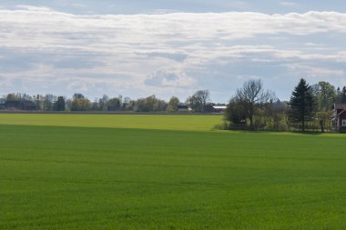 Yeşil ekili bir tarlanın üzerinde fırtınalı bir gökyüzü. Güzel bahar manzarası. Orta İsveç.