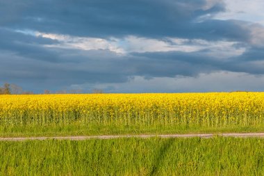 İlkbaharda gökyüzü bulutlu, yeşil ırz tohumu yeşil tarla. Oland, Swedwn, soyut doğal ekolojik mevsimlik çiçek arka planı.
