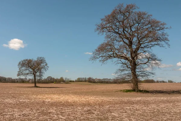 Árbol Desnudo Sin Hojas Primavera Suecia Central —  Fotos de Stock