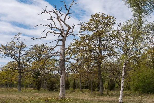 Ένα Νεκρό Δέντρο Στέκεται Μόνο Του Ένα Δάσος Την Άνοιξη — Φωτογραφία Αρχείου