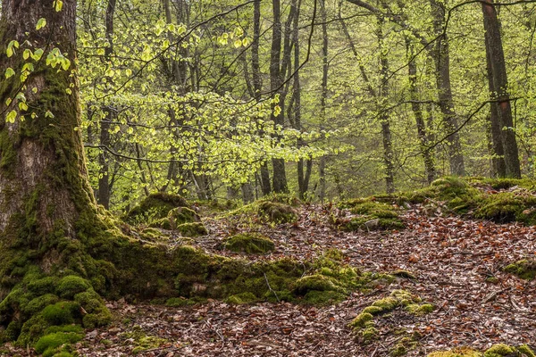 Primavera Nella Faggeta Nel Sud Della Svezia Con Anemoni Legno — Foto Stock