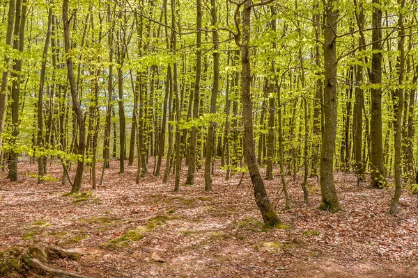 Primavera Floresta Faia Sul Suécia Com Anêmonas Madeira Floridas — Fotografia de Stock