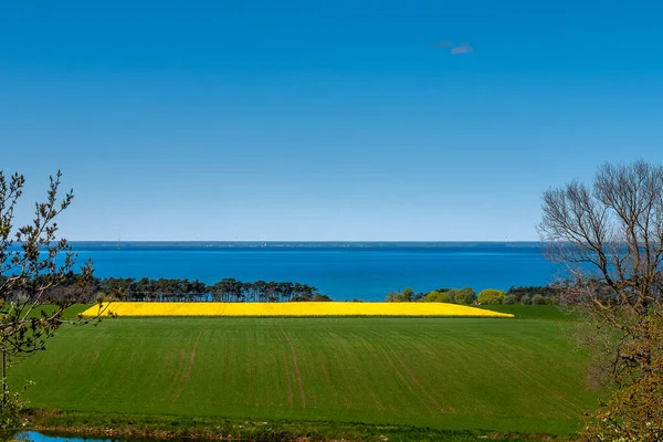 Rapeseed yellow green field with the sea in the background in spring Oland, Swedwn,