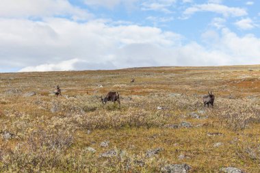 Sarek Ulusal Parkı 'ndaki ren geyiği sürüleri, İsveç, seçici odaklanma