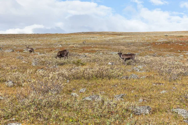 Renhjordar Sareks Nationalpark Sverige Selektivt Fokus — Stockfoto