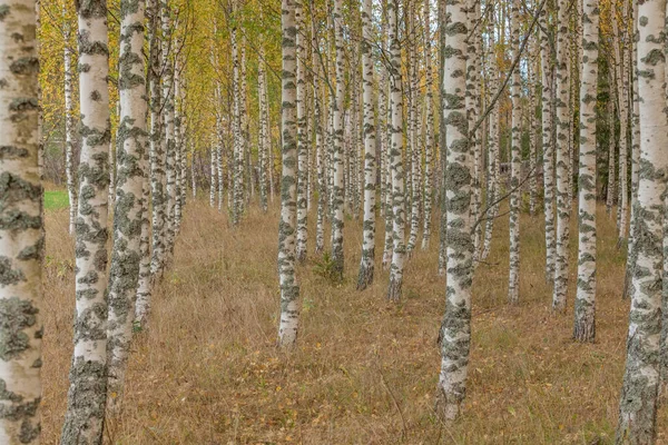 Birch forest. Birch Grove. White birch trunks. Autumn sunny forest. Sweden, selective focus
