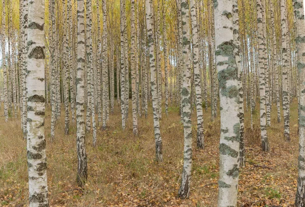 panorama of the birch forest. Birch Grove. White birch trunks. Autumn sunny forest. Sweden. selective focus