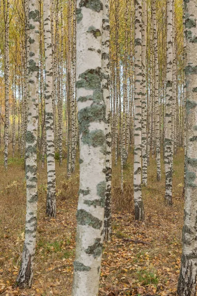 Birch forest. Birch Grove. White birch trunks. Autumn sunny forest. Sweden, selective focus