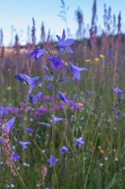 Çayır bitkisi arka planda, mavi küçük çiçekler beni unutun yaklaşmayın ve yeşil çimenler