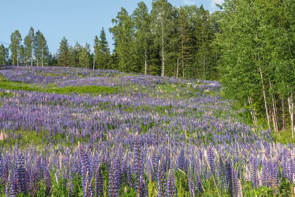 Flores Tremoço Florescendo Campo Tremoços Lupin Violeta Rosa Prado Bando — Fotografia de Stock