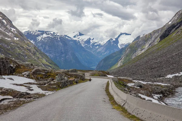 Свободный Диапазон Овец Горной Дороге Норвегии Скандинавии Животных Дорожной Опасности — стоковое фото