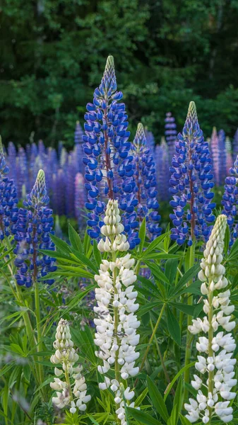 Flores Tremoço Florescendo Campo Tremoços Lupin Violeta Rosa Prado Bando — Fotografia de Stock