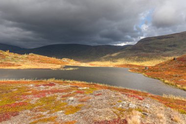 İsveç Ulusal Parkı 'ndaki pamuk-çimenli dağ manzarası fırtınalı havada Kraliyet pisti etrafında Sarek. seçici odak