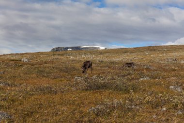 Sarek Ulusal Parkı 'ndaki ren geyiği sürüleri, İsveç, seçici odaklanma