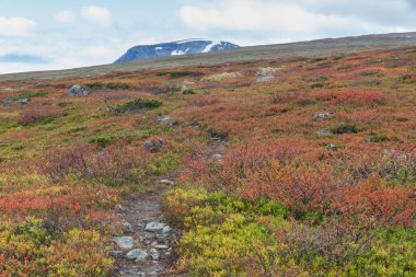 Turistlerin dağlarda kullandıkları hayvan izleri. Sarek, İsveç, seçici odaklanma