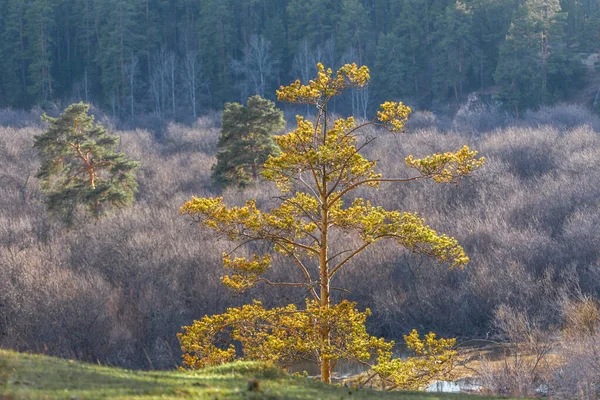 Single yellow tree on top of the hill on a sunny day. Lonely tree on top of the mountain with spring forest in the background. selective focus