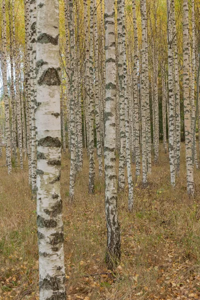 Birkenwald Birkenhain Weiße Birkenstämme Sonniger Herbstwald Schweden Selektiver Fokus — Stockfoto