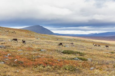 Laponya 'daki Sarek Ulusal Parkı. İsveç dağından seçici bir odak noktası.