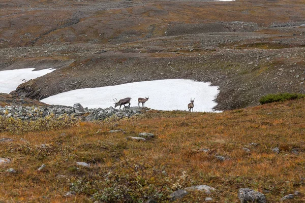 Samisk Ren Höstens Fjälllandskap — Stockfoto