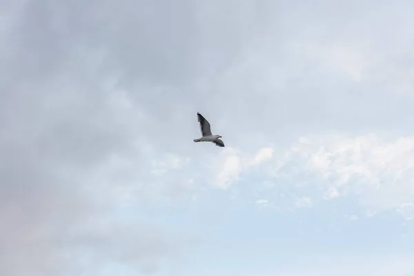 Seagull Sky Cloudy Weather Cloudy Sky — Stock Photo, Image