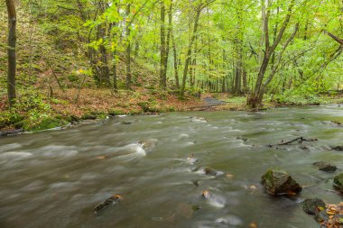 İsveç 'te yaz boyunca yeşil ormanda yavaş akarsu. seçici odak, uzun pozlama