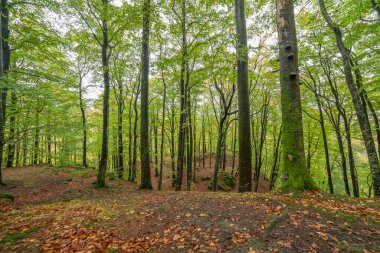 Baharda kayın ağacının manzarası, seçici odak