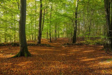 Baharda kayın ağacının manzarası, seçici odak