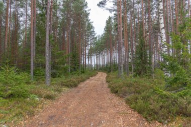 Çok güzel yeşil bir manzara, İsveç ladin ormanının sevimli manzarasını gösteriyor.