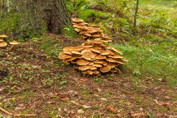 Cluster Many Yellow Wood Decay Mushrooms Growing Old Stump Forest — Stock Photo, Image