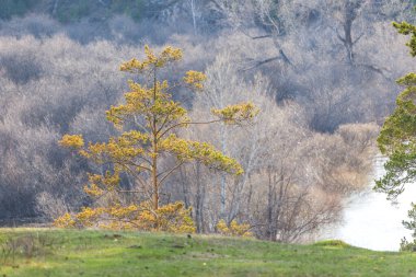 Güneşli bir günde tepenin üstünde tek bir sarı ağaç. Arkasında bahar ormanı olan dağın tepesinde yalnız bir ağaç.
