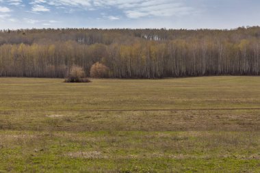 Bahar doğası, bulutlu gökyüzü olan orman manzarası. Rusya