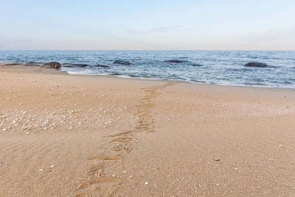 沙中的蛇的踪迹 沙子质感 桑迪海滩为背景 顶部视图 选择性重点 — 图库照片