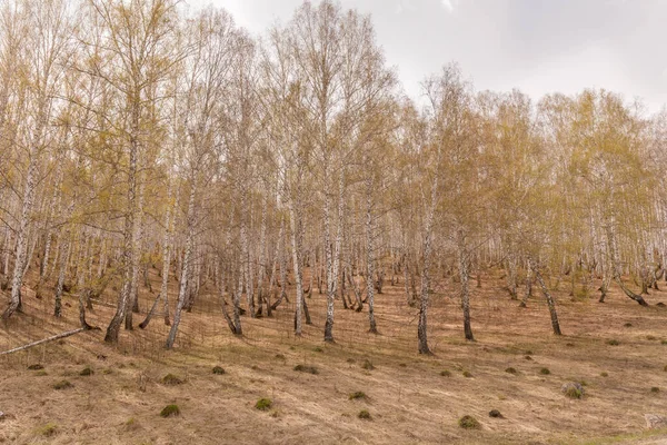 Στο Δάσος Μπερτς Μπέρτς Γκρόουβ Λευκό Κορμό Σημύδας Ηλιόλουστο Δάσος — Φωτογραφία Αρχείου