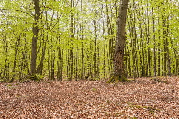 Printemps Dans Forêt Hêtres Sud Suède Avec Anémones Fleurs — Photo