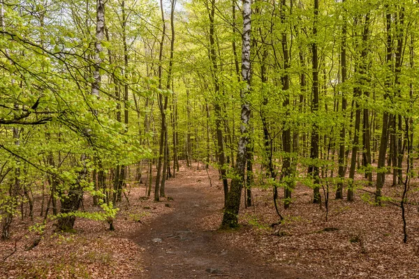 Caminhada Uma Floresta Faia Primavera Verde Sul Suécia — Fotografia de Stock