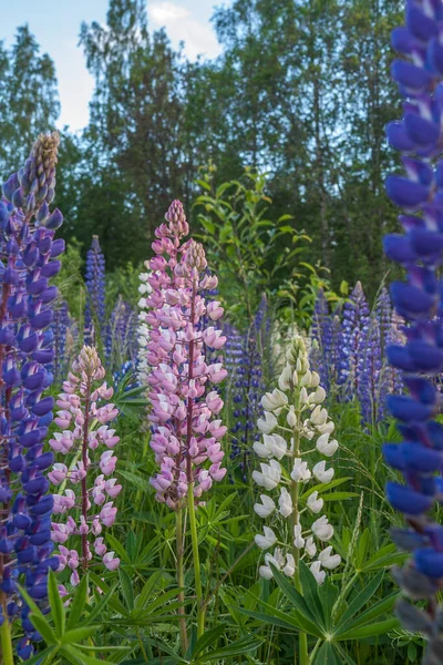 Çiçek Açan Lupin Çiçekleri Lupin Tarlası Çayırda Mor Pembe Lupin — Stok fotoğraf