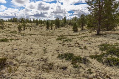 White reindeer moss, Cladonia stellaris, backround an important food source in arctic regions for reindeer and caribou during the winter months, selective focus