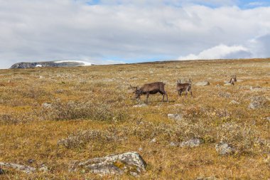 Sarek Ulusal Parkı 'ndaki ren geyiği sürüleri, İsveç, seçici odaklanma
