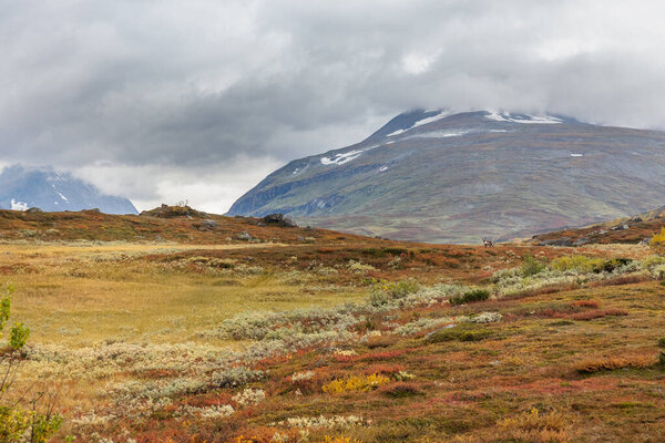 Mountain landscape with cotton-grass in Sweden national park Sarek around the Royal track in stormy weather. selective focus
