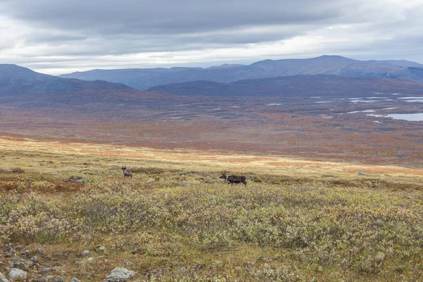 Impresionante Vista Las Montañas Del Parque Nacional Sarek Laponia Sueca —  Fotos de Stock