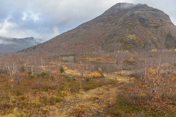 秋天冻土带 科拉半岛北部雾蒙蒙的山脉背景下色彩斑斓的黄矮鸟 有选择地聚焦 — 图库照片