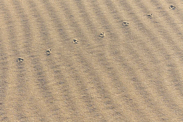 砂の中の動物の痕跡 砂の質感 砂浜を背景に 最上階だ選択的焦点 — ストック写真