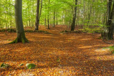 Baharda kayın ağacının manzarası