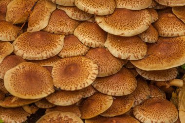 Ormandaki bir ağacın yanında yetişen bir grup kahverengi mantar seçici bir odak noktası.