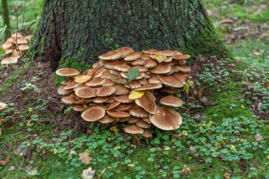 Ormandaki bir ağacın yanında yetişen bir grup kahverengi mantar seçici bir odak noktası.