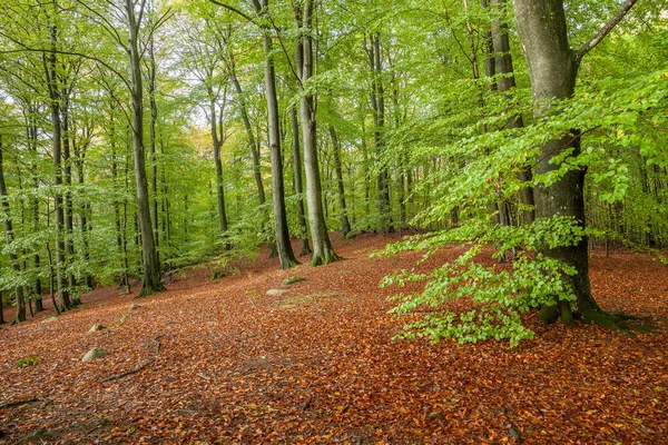 Vue Panoramique Bois Hêtre Printemps — Photo