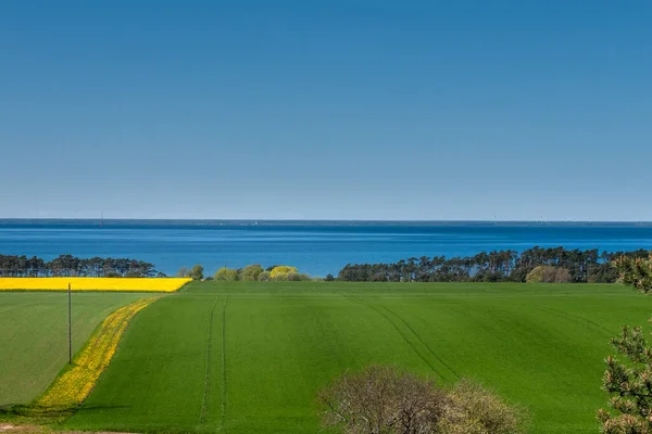 Rapeseed yellow green field with the sea in the background in spring Oland, Swedwn,