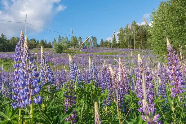 Çiçek Açan Lupin Çiçekleri Lupin Tarlası Çayırda Mor Pembe Lupin — Stok fotoğraf