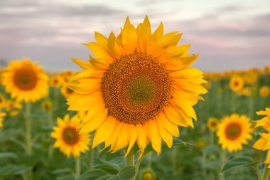 Parlak mavi gökyüzü ile renkli ayçiçeği. seçici odak
