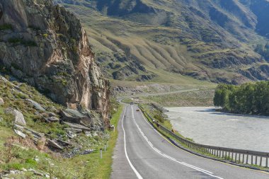 Rusya, Altaj 'da karşıdan karşıya geçen inek sürüsü